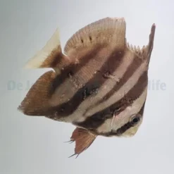Chaetodipterus faber | M