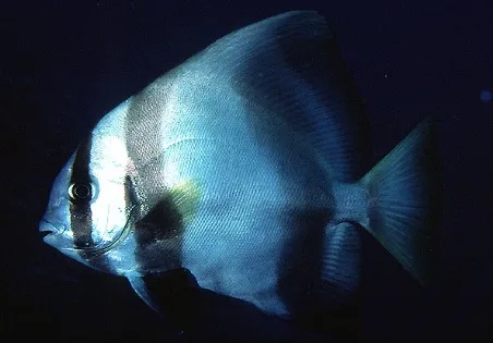 Platax batavianus | S