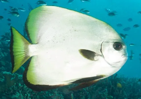 Platax boersii | L