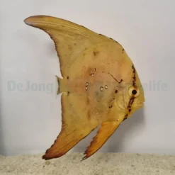 Platax orbicularis | M