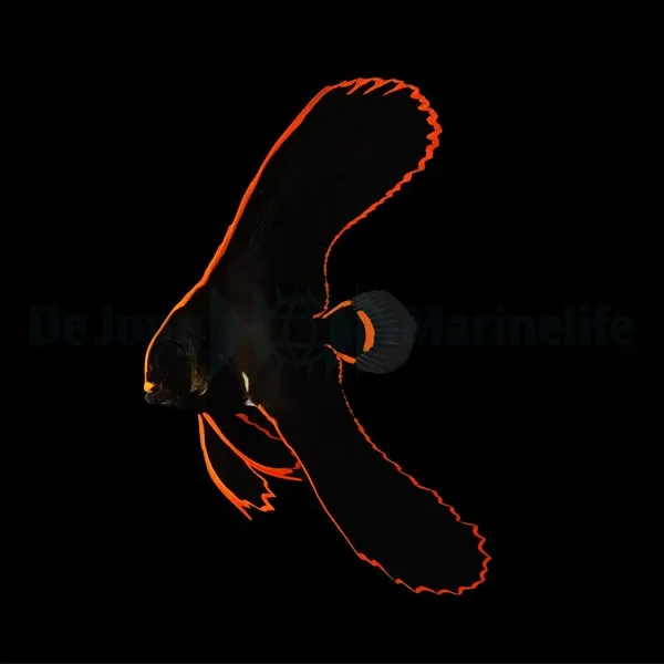 Platax pinnatus | L
