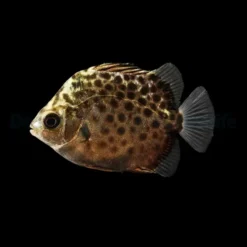 Scatophagus argus | S