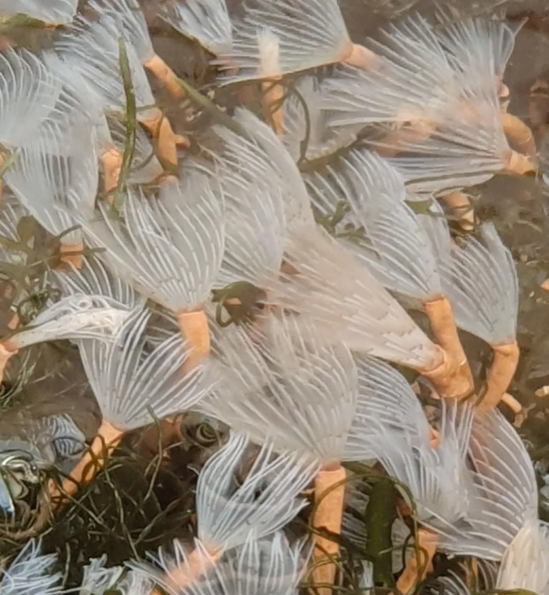 Bispira brunnea (White) | M