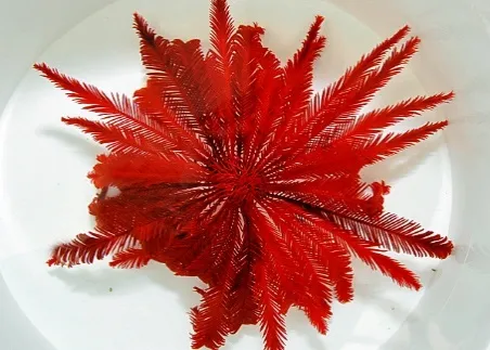 Comatula spp. (Bright Red) | All sizes