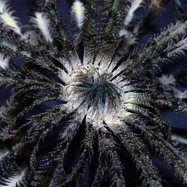Comatula spp. (Colored) | All sizes