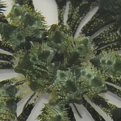 Comatula spp. (Greenish) | All sizes
