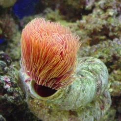 Protula bispiralis (Orange) | L