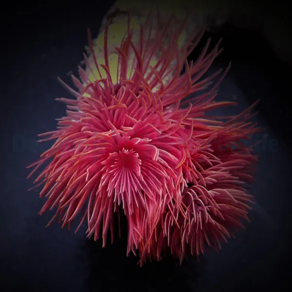 Protula bispiralis (Red) | M