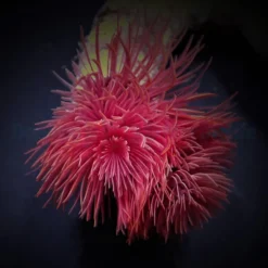 Protula bispiralis (Red) | L