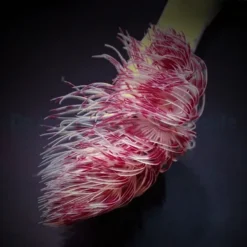 Protula bispiralis (Red-White) | L