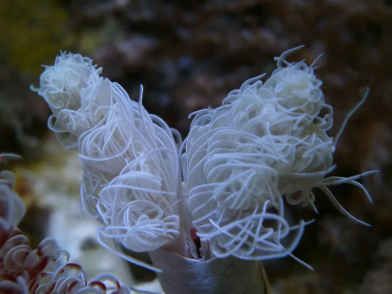 Protula bispiralis (White) | M