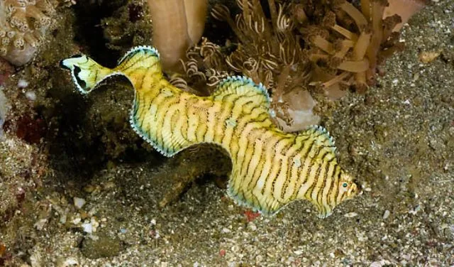 Soleichthys heterorhinos | L