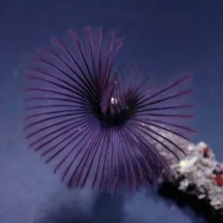 Sabellastarte spp. (Purple) | M