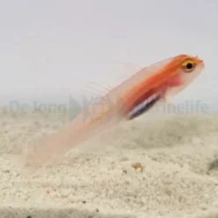 Eviota atriventris | All sizes