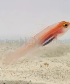 Eviota atriventris | All sizes