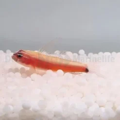 Eviota nigriventris | All sizes