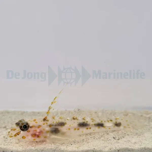 Fusigobius inframaculatus | All sizes