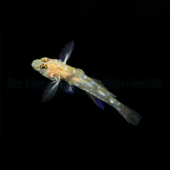 Fusigobius pallidus | All sizes