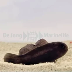 Gobiodon acicularis | All sizes