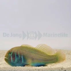 Gobiodon histrio | All sizes