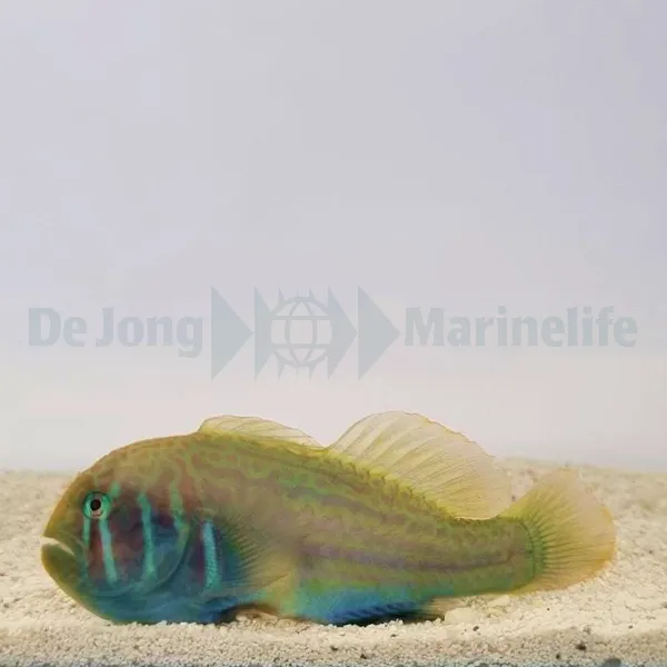 Gobiodon histrio | All sizes