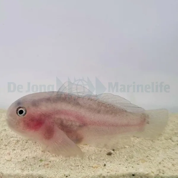 Gobiodon unicolor | All sizes