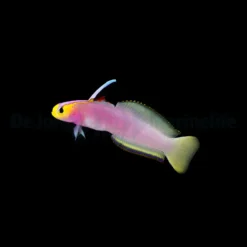 Nemateleotris helfrichi | All sizes