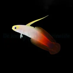 Nemateleotris magnifica | All sizes