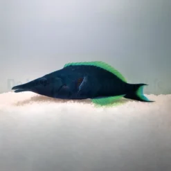 Gomphosus caeruleus (male) | L