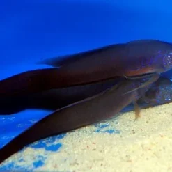Oxymetopon cyanoctenosum | All sizes
