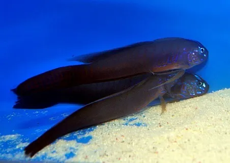 Oxymetopon cyanoctenosum | All sizes