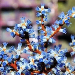 Acalycigorgia spp. | M