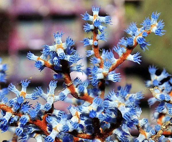 Acalycigorgia spp. | XL
