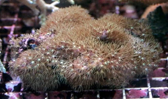 Briareum asbestium | S