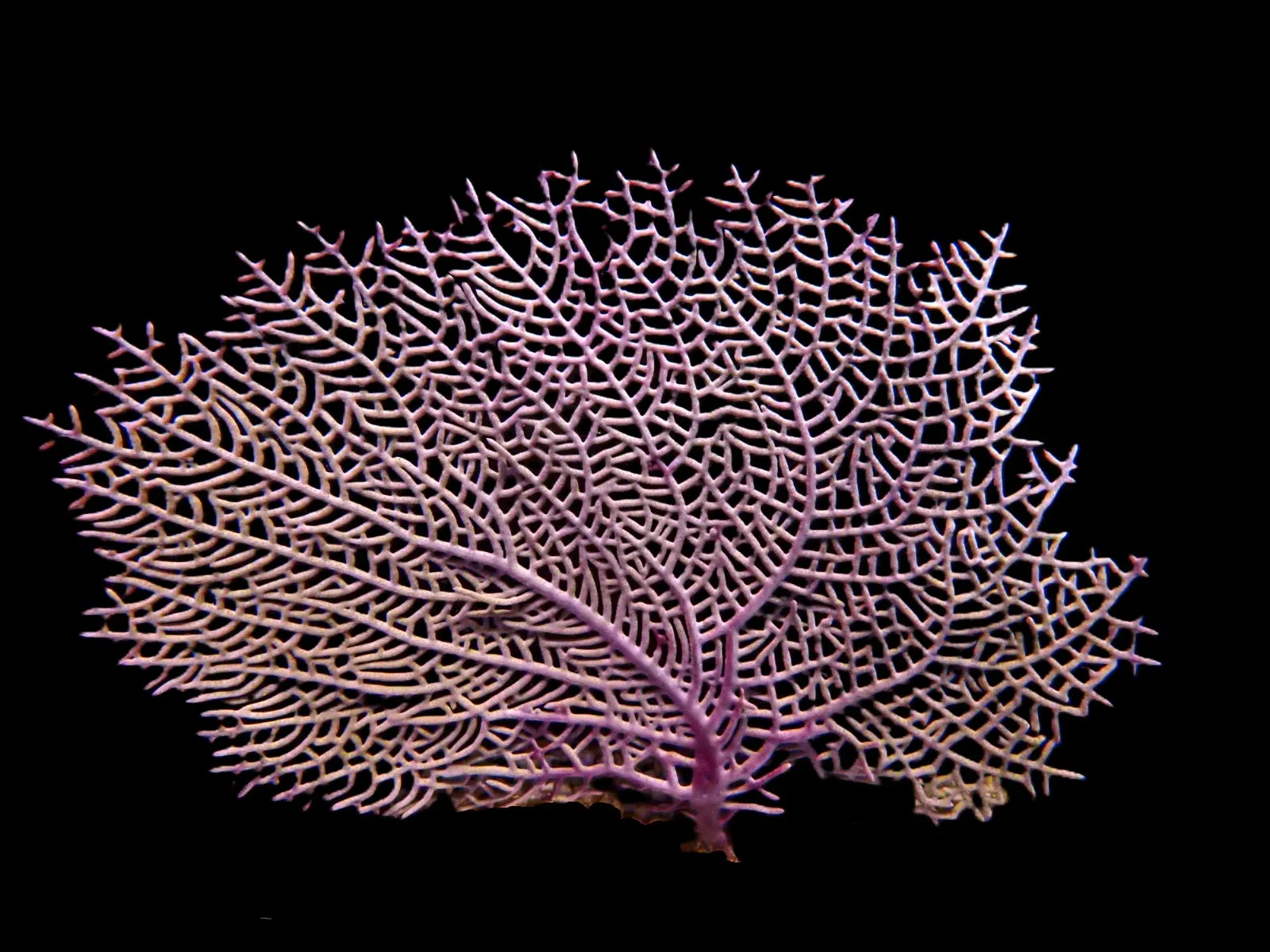 Gorgonia ventalina | T
