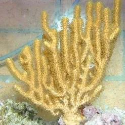 Isis hippuris | L