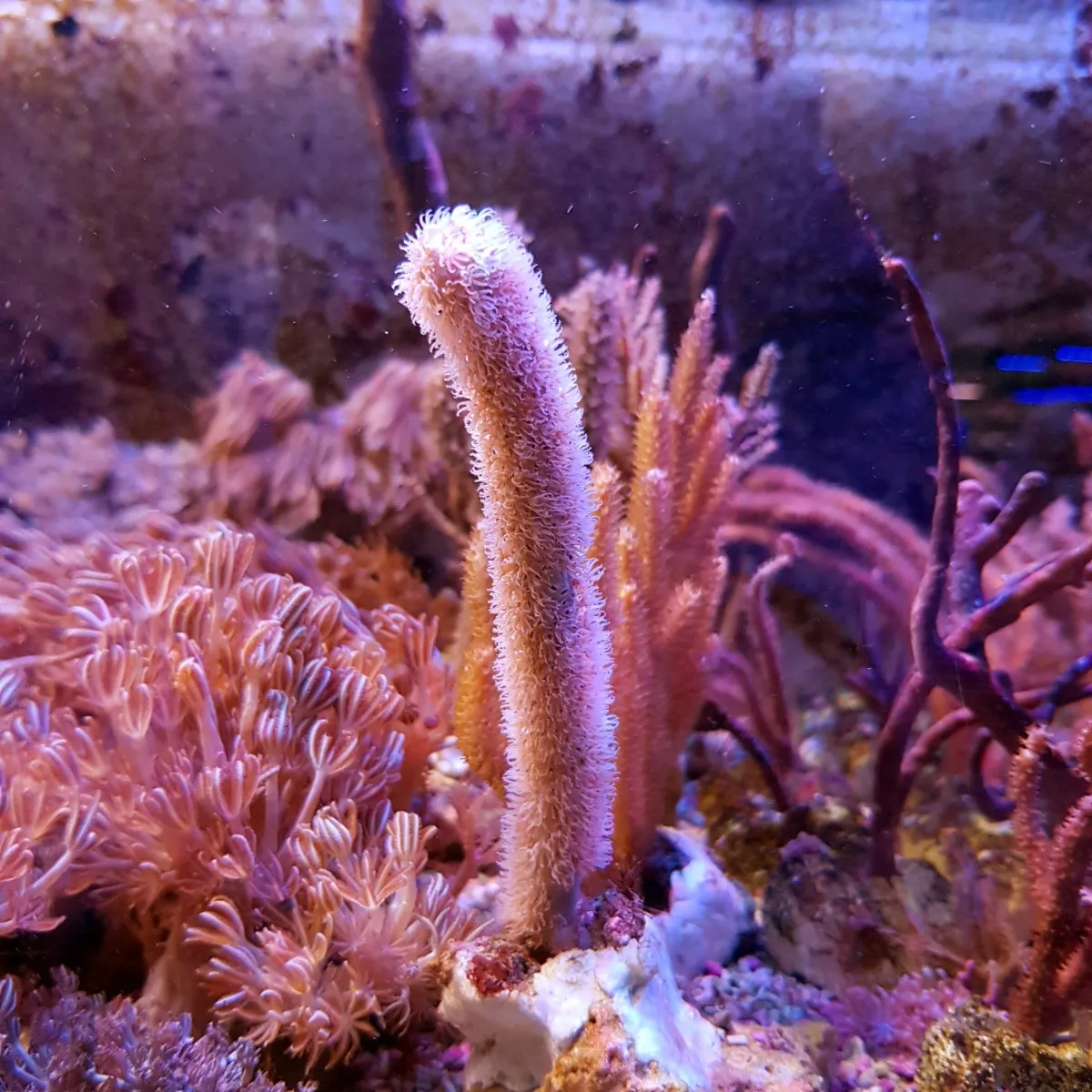 Muricea elongata | M