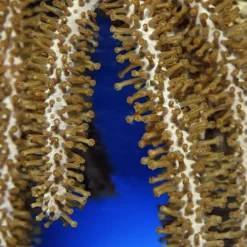 Plexaurella spp. | S