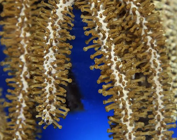 Plexaurella spp. | XL