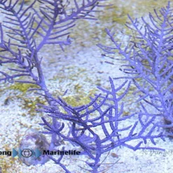 Pseudoterogorgia elisabethae | M
