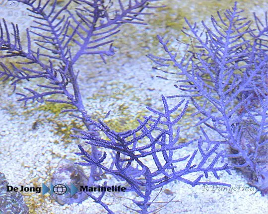 Pseudoterogorgia elisabethae | L