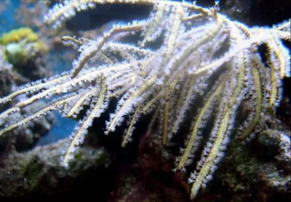 Pterogorgia spp. | M