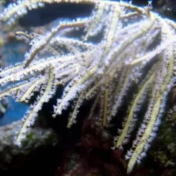 Pterogorgia spp. | L