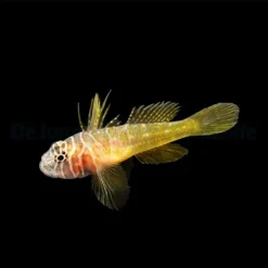 Priolepis boreus | All sizes