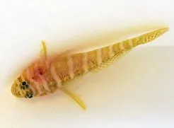 Priolepis cincta | All sizes