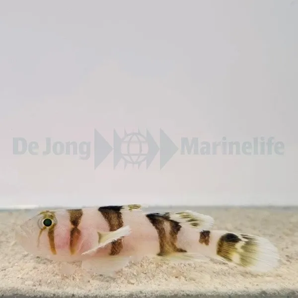 Priolepis nocturna | All sizes