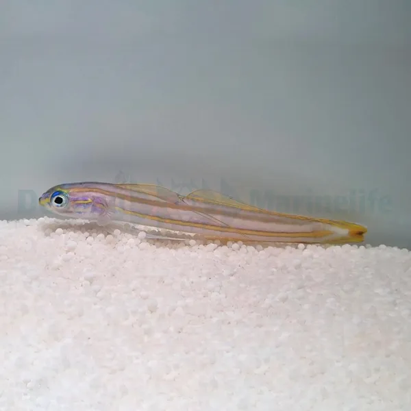 Ptereleotris grammica | All sizes