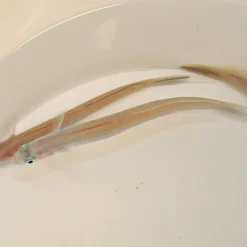 Ptereleotris hanae | All sizes