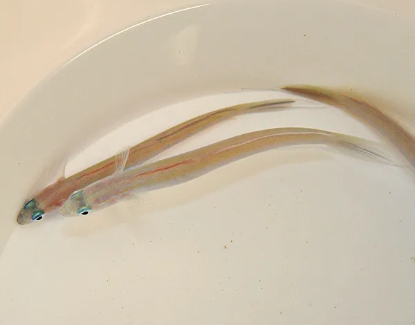 Ptereleotris hanae | All sizes