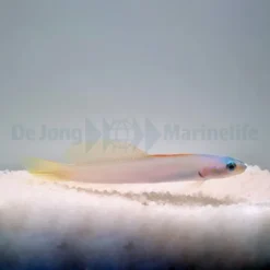 Ptereleotris microlepis | All sizes